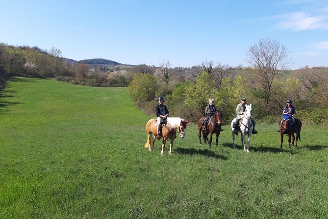 Horse Ride, Olive Oil and Local Foods Tasting in a Tuscan Farm - Horseback Ride and Lesson