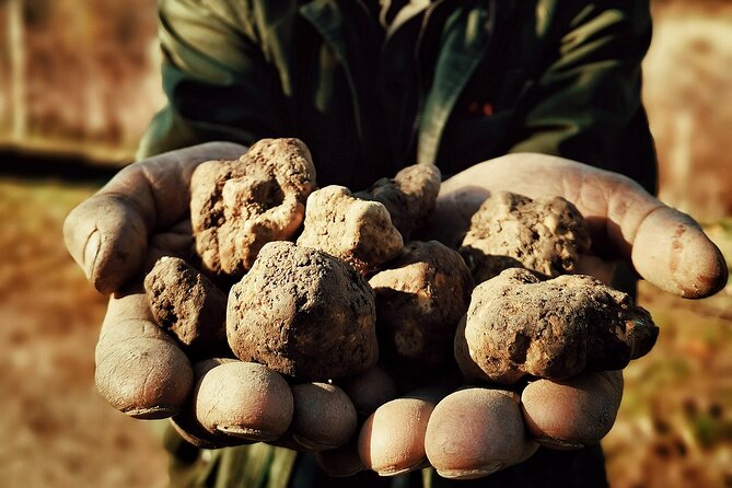 Truffle Hunting and Barolo Tasting Tour in the Alba Area - Traveler Information and Reviews