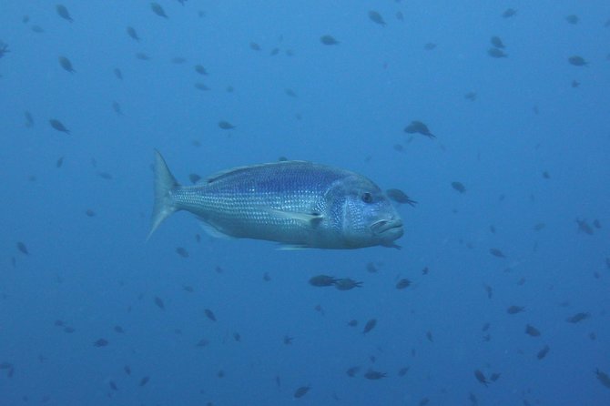 Double Dive in the Capo Carbonara Marine Protected Area, for Patents. - Final Considerations