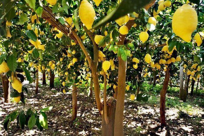 Amalfi Coast - Maiori: Path of Lemons, Tour With Tasting - Just The Basics