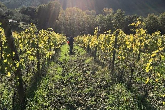 Private Tour of San Gimignano & Siena - Just The Basics